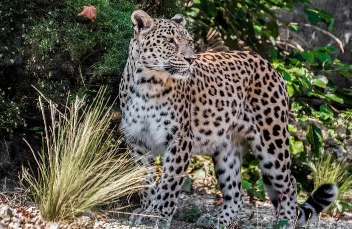 Parc National de Lobéké - Miniature 3